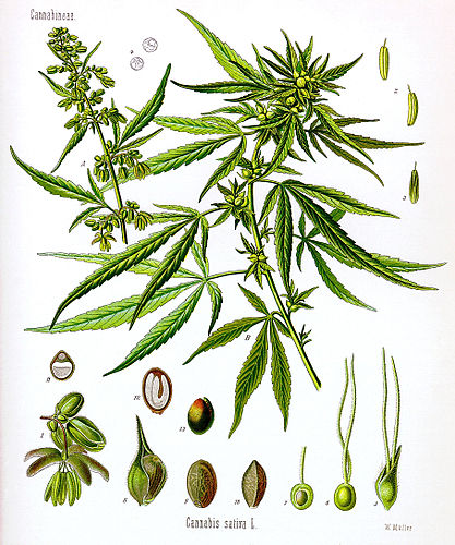 cannabis