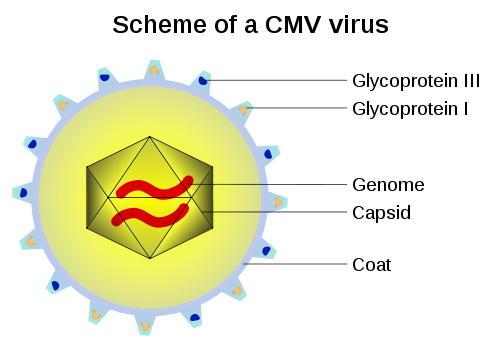 capsid