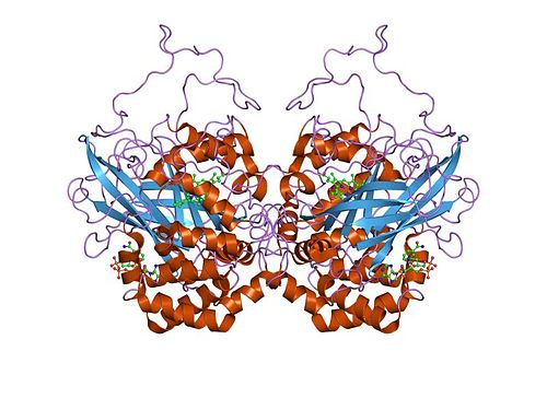 catalase