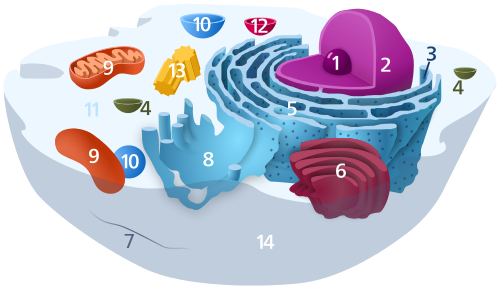 centrosome