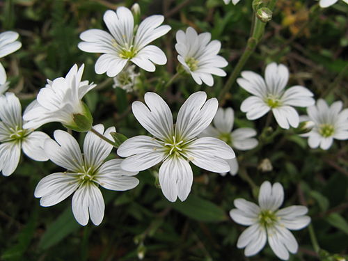 cerastium