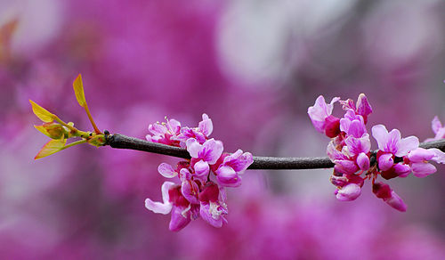 cercis