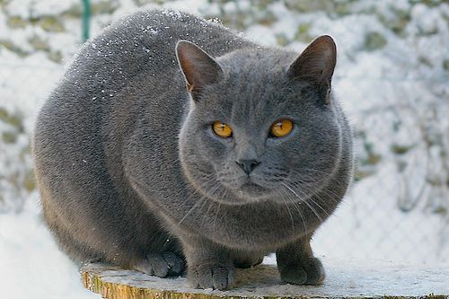 chartreux