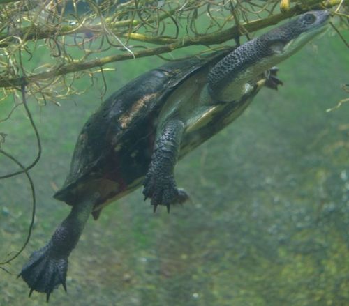 chelodina