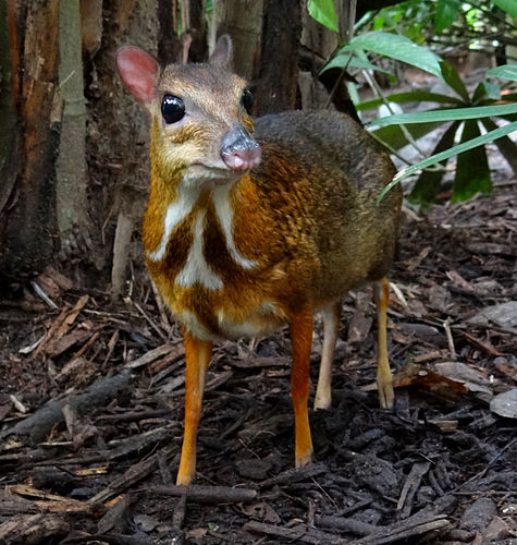 chevrotain