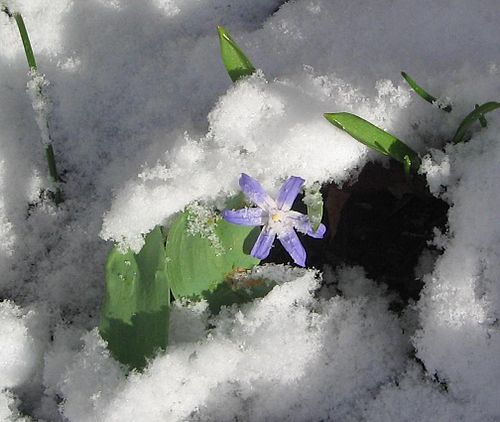 chionodoxa