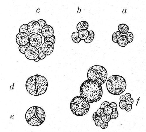 chlorella