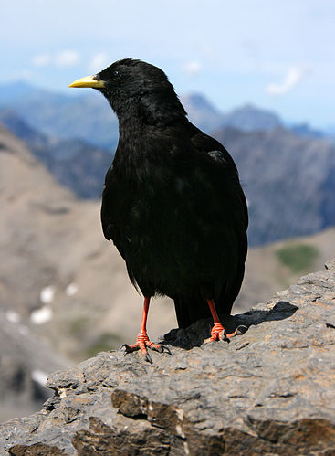 chough