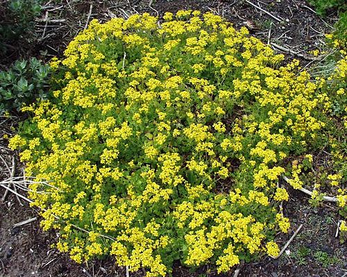 cineraria