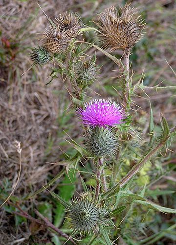 cirsium