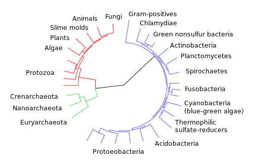 cladistics