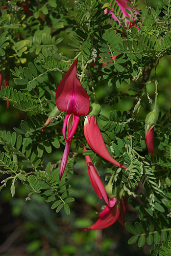 clianthus