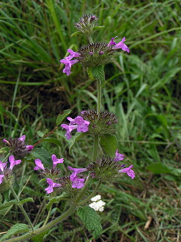 clinopodium