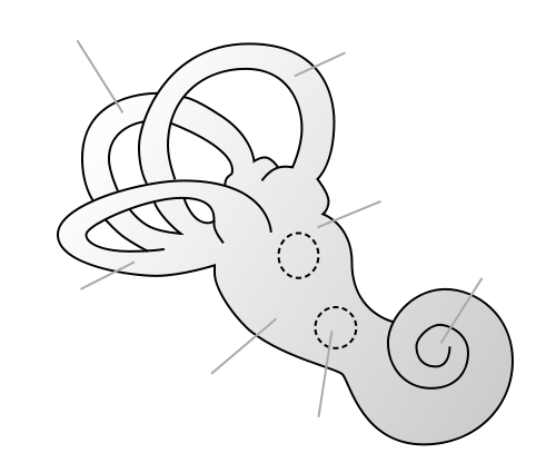 cochlea