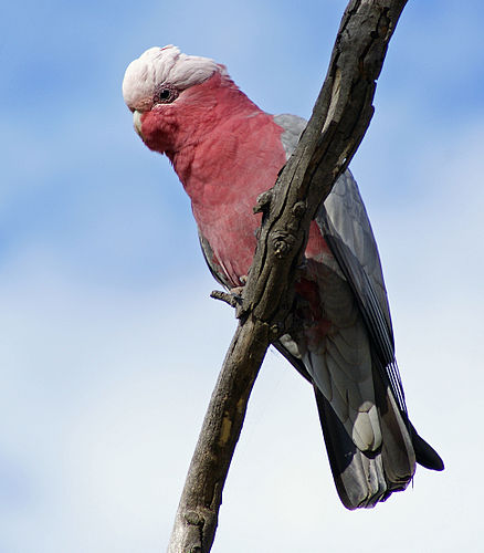 cockatoo