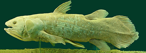 coelacanth