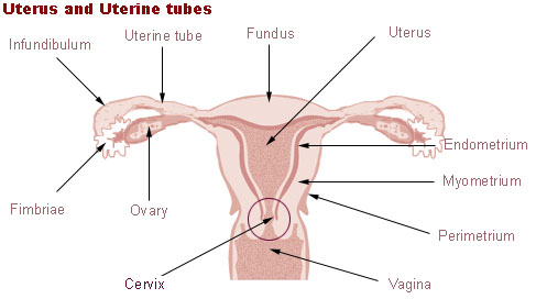 colposcopy