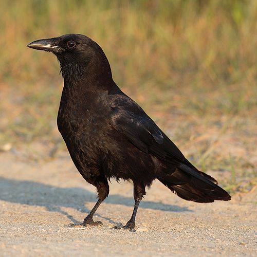 corvus