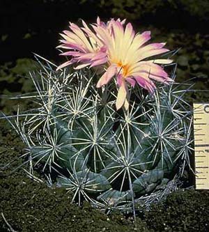 coryphantha