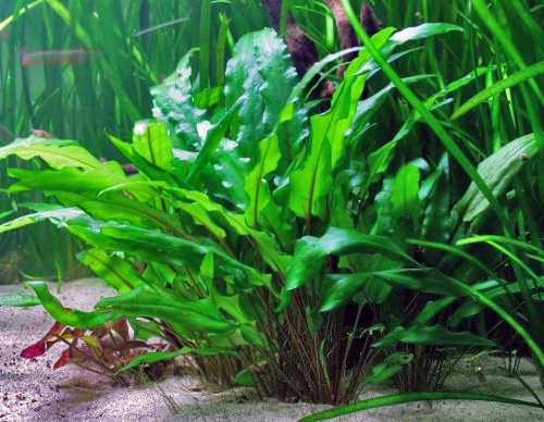 cryptocoryne