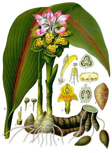 curcuma