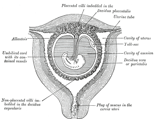 decidua