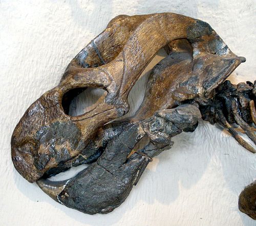 dicynodont