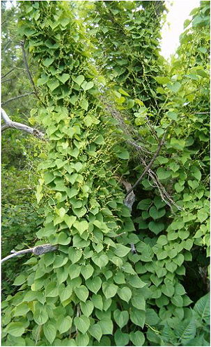 dioscorea