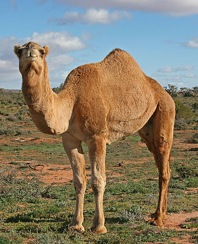 dromedary