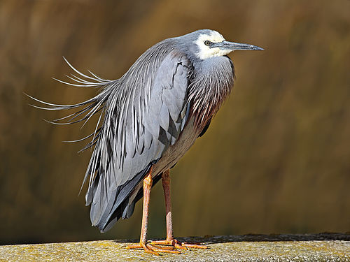 egretta