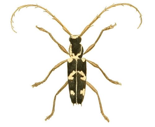 elaphidion