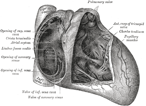 endocardium