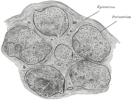 endoneurium