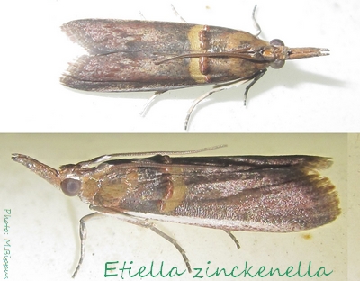 etiella