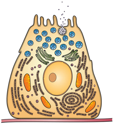 exoenzyme