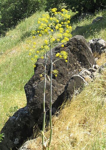 ferula