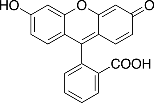 fluorescein