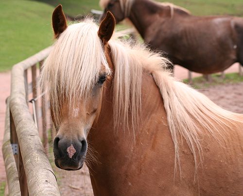 forelock