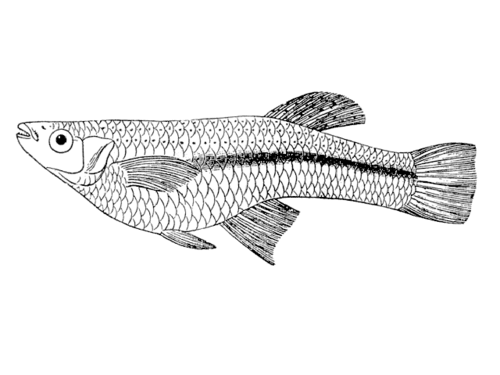 gambusia