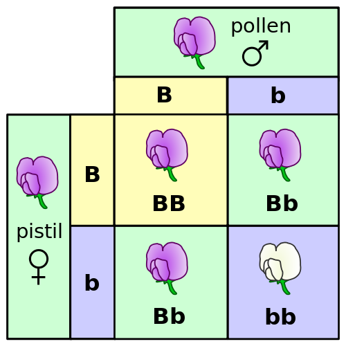 genotype