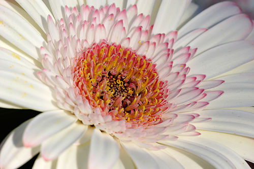 gerbera