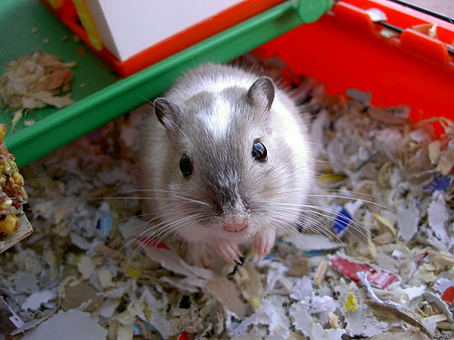 gerbil