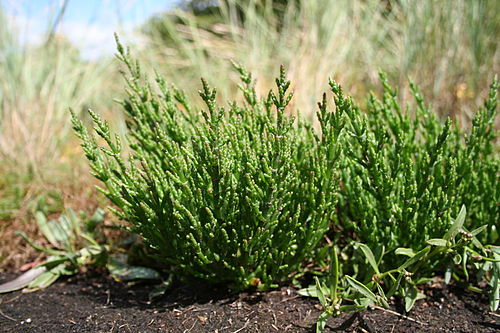 glasswort