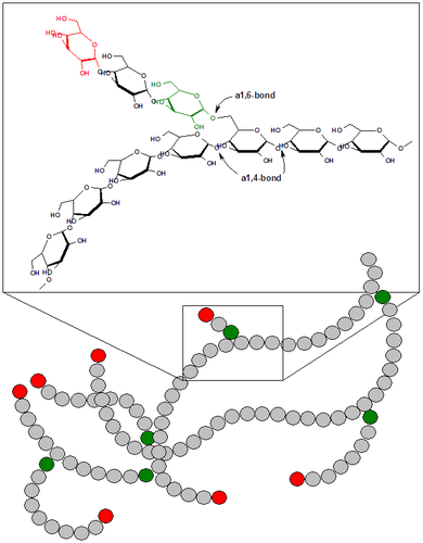 glycogenolysis