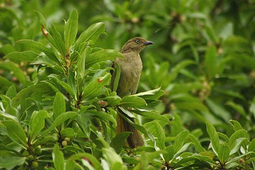 greenbul