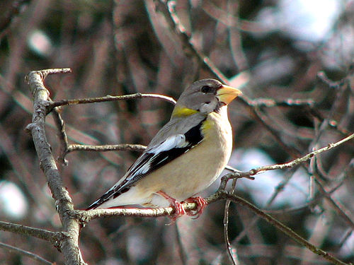 grosbeak