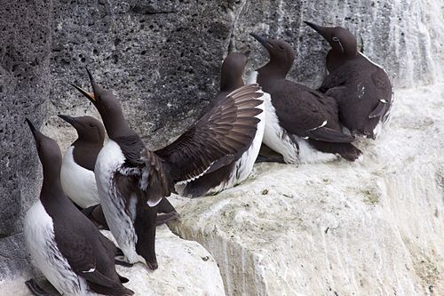 guillemot