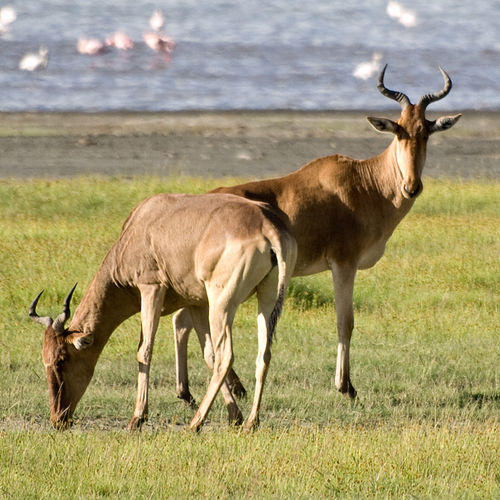 hartebeest