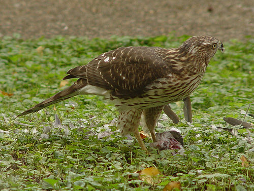 Meaning Of Hawk In Urdu Baaz Meanings Urdu Dictionary