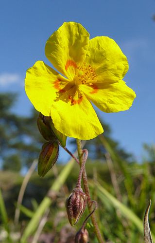 helianthemum